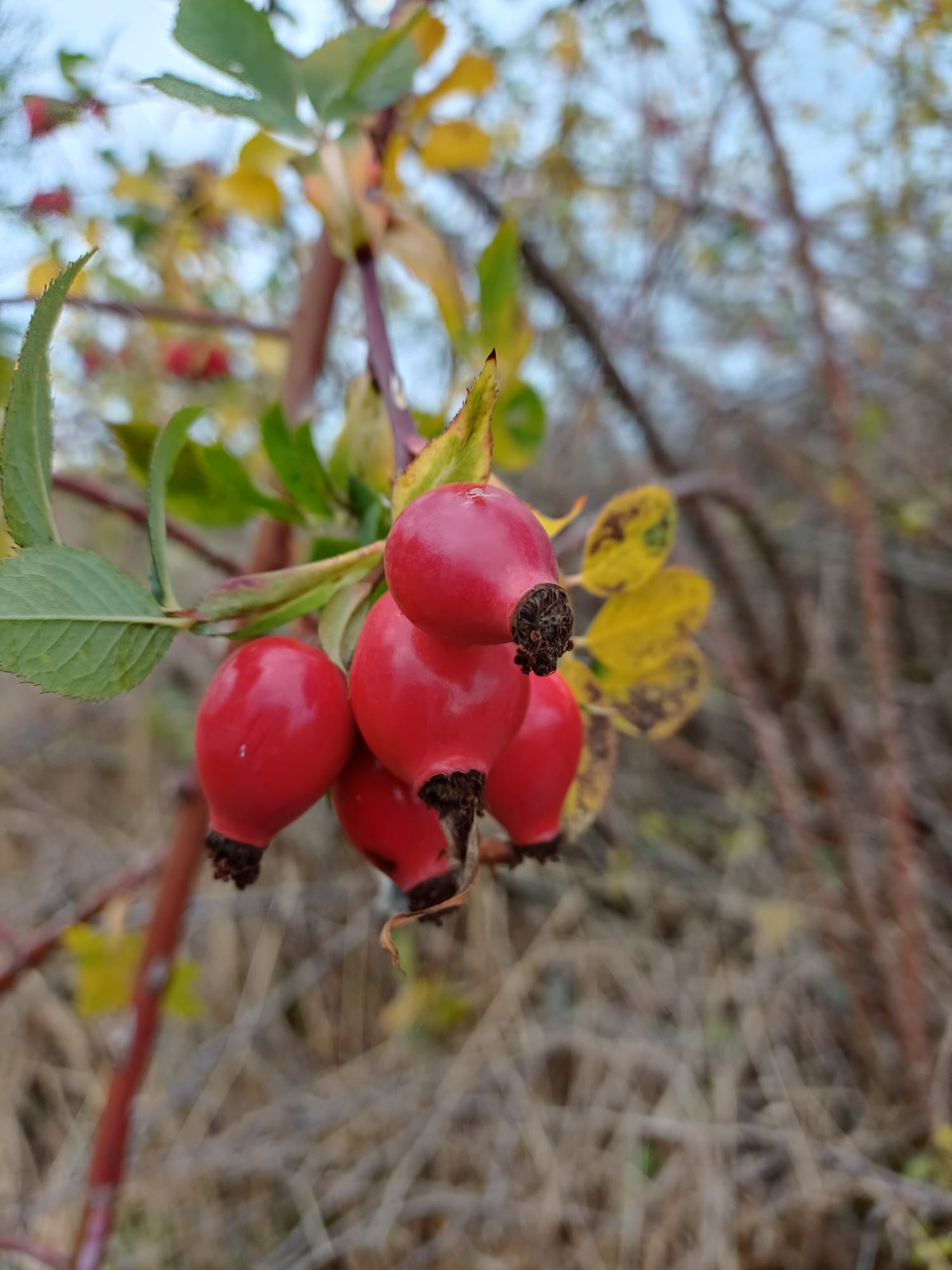 WhatsApp Image 2025-11-03 at 14.16